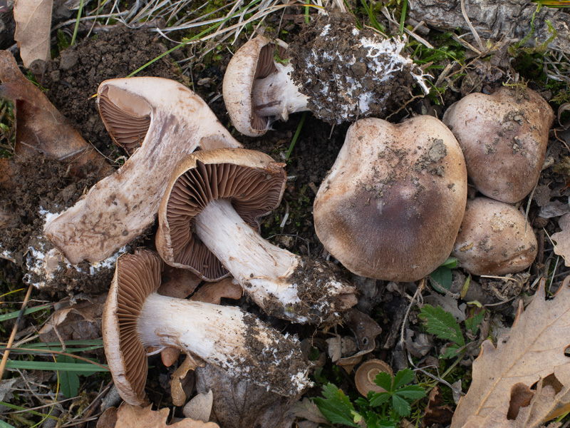 Cortinarius sordescens Cortinarius sordescens
